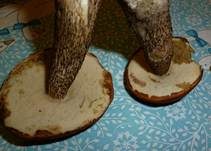 Fuchsrotkappe, Foto 13