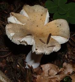 Gallentäubling, Foto 2
