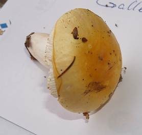 Gallentäubling, Foto 4