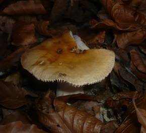 Gallentäubling, Foto 6