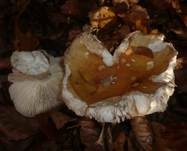 Gallentäubling, Foto 8