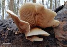 Gallertfleischiges Stummelfüßchen, Foto 13