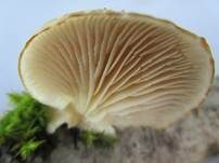 Gallertfleischiges Stummelfüßchen, Foto 15
