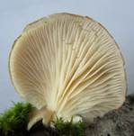 Gallertfleischiges Stummelfüßchen, Foto 16