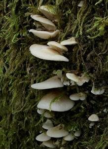 Gallertfleischiges Stummelfüßchen, Foto 4