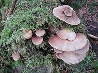 Gallertfleischiges Stummelfüßchen, Foto 25