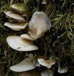 Gallertfleischiges Stummelfüßchen, Foto 27