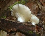 Gallertfleischiges Stummelfüßchen, Foto 7