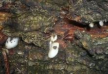 Gallertfleischiges Stummelfüßchen, Foto 8