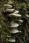 Gallertfleischiges Stummelfüßchen, Foto 9