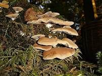 Gallertfleischiges Stummelfüßchen, Foto 10