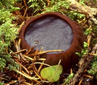 Gallertkugel, Foto 2