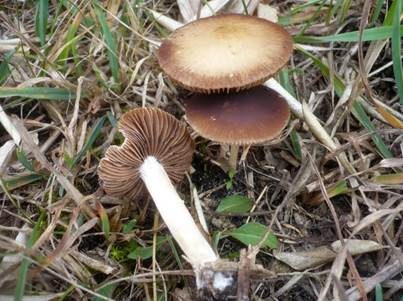 Gebuckelter Faserling, Foto 2