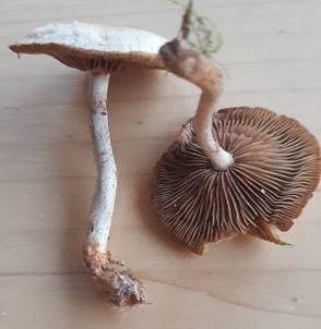 Gebuckelter Faserling, Foto 3