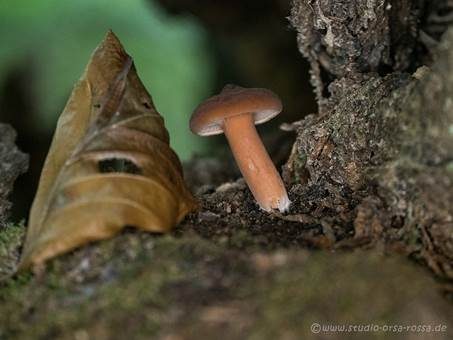 Gebuckelter Milchling, Foto 3