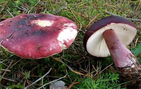Gedrungener Täubling, Foto 3