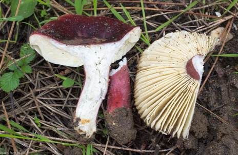 Gedrungener Täubling, Foto 5