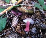 Gedrungener Täubling, Foto 6