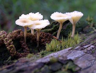 Gefalteter Nabeling, Foto 2
