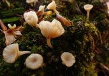 Gefalteter Nabeling, Foto 12