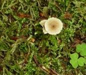 Gefalteter Nabeling, Foto 14