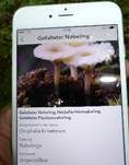 Gefalteter Nabeling, Foto 15