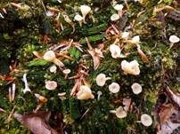 Gefalteter Nabeling, Foto 20