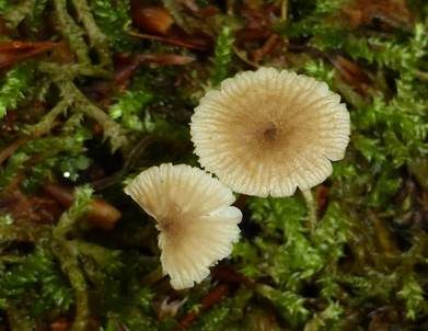 Gefalteter Nabeling, Foto 4