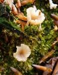 Gefalteter Nabeling, Foto 22