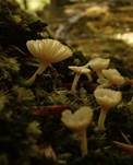 Gefalteter Nabeling, Foto 26