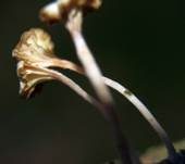 Gefalteter Nabeling, Foto 31