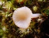 Gefalteter Nabeling, Foto 11