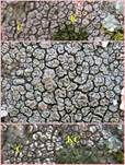 Gefelderte Krustenflechte, Foto 7
