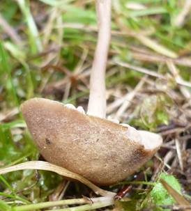 Gefeldeter Samtritterling, Foto 5