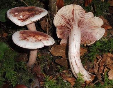 Geflecktblättriger Purpurschneckling, Foto 2