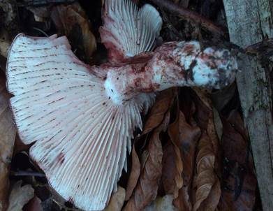 Geflecktblättriger Purpurschneckling, Foto 3