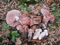 Geflecktblättriger Purpurschneckling, Foto 12