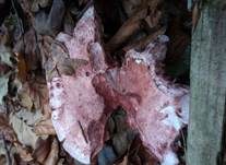 Geflecktblättriger Purpurschneckling, Foto 13