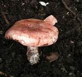 Geflecktblättriger Purpurschneckling, Foto 14