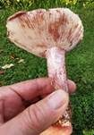 Geflecktblättriger Purpurschneckling, Foto 15