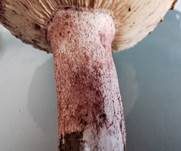 Geflecktblättriger Purpurschneckling, Foto 17