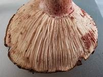 Geflecktblättriger Purpurschneckling, Foto 19