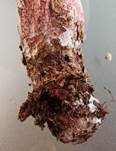 Geflecktblättriger Purpurschneckling, Foto 20