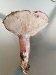 Geflecktblättriger Purpurschneckling, Foto 21