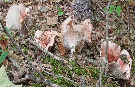 Geflecktblättriger Purpurschneckling, Foto 4