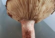 Geflecktblättriger Purpurschneckling, Foto 24