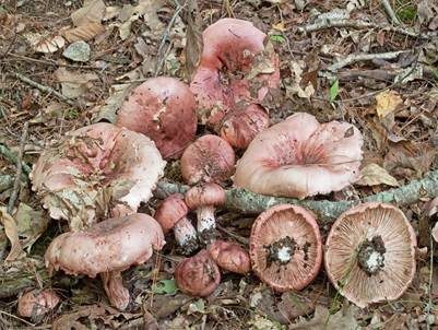 Geflecktblättriger Purpurschneckling, Foto 5