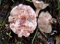 Geflecktblättriger Purpurschneckling, Foto 6