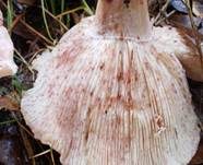 Geflecktblättriger Purpurschneckling, Foto 7