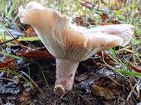 Geflecktblättriger Purpurschneckling, Foto 8